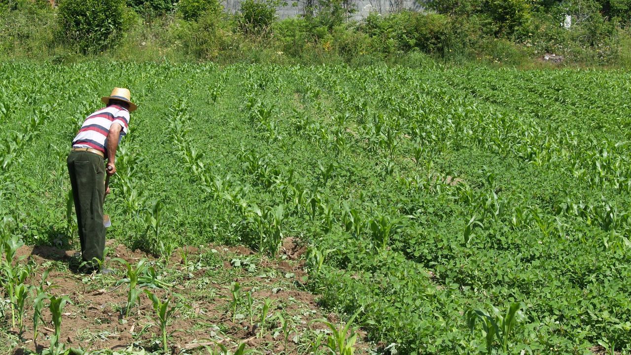 Featured image for “Tecnología por satélite para reducir hasta un 30 % el uso de agua en los cultivos”